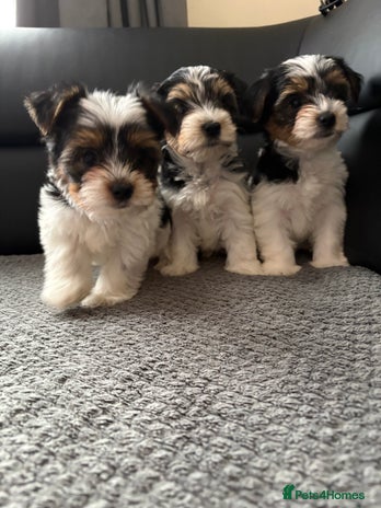 Biewer Terrier dogs *Ready for new homes* 3 Purebred Biewer Terriers - Advert 1