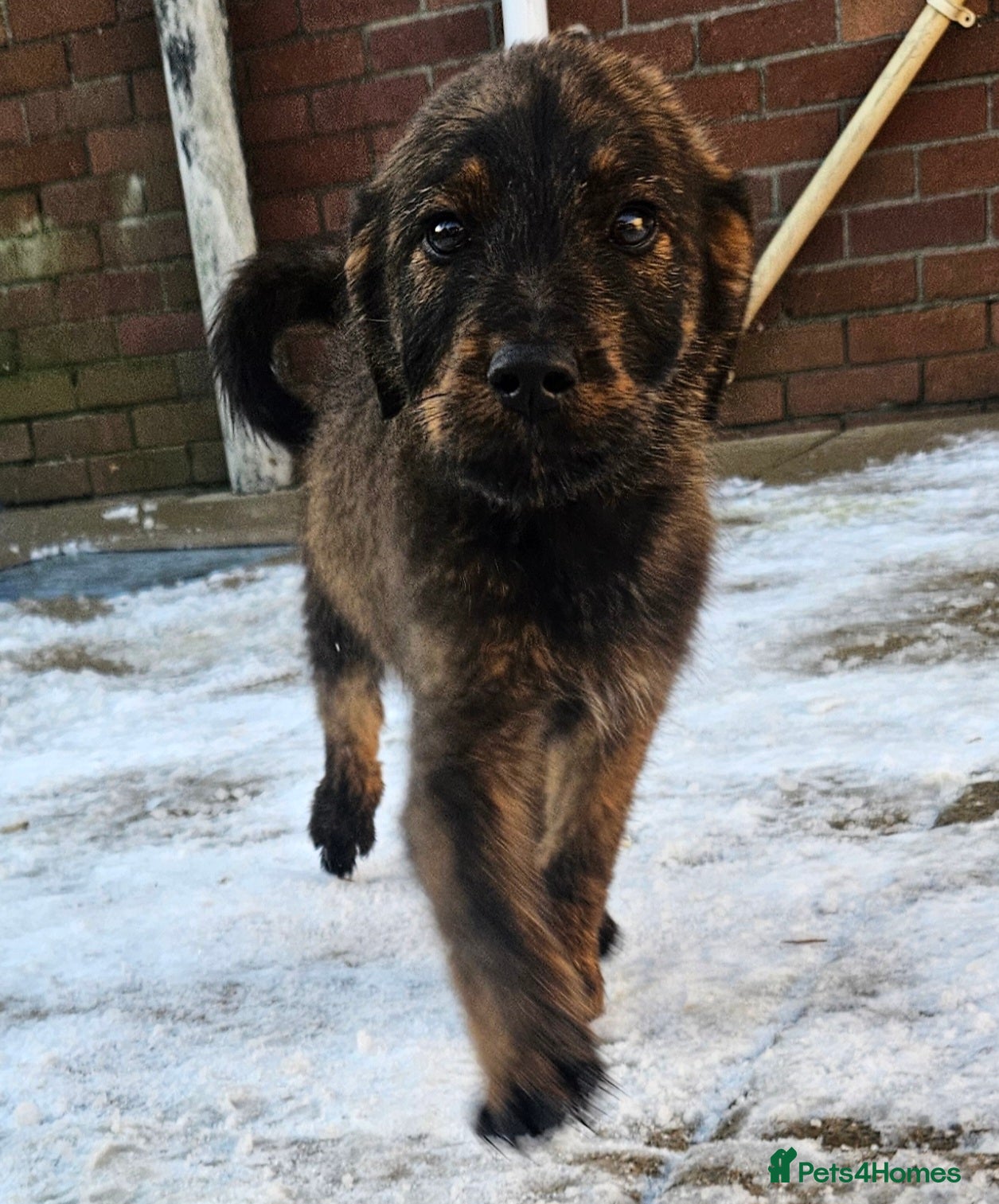 Mixed Breed dogs Rottweiler x poodle puppies ✨️fully vaccinated✨️ - Advert 3