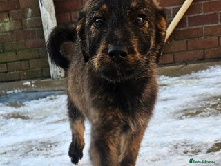 Mixed Breed dogs Rottweiler x poodle puppies ✨️fully vaccinated✨️ - Advert 18