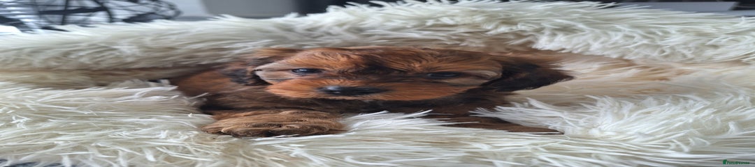 Cavapoo Puppy 7