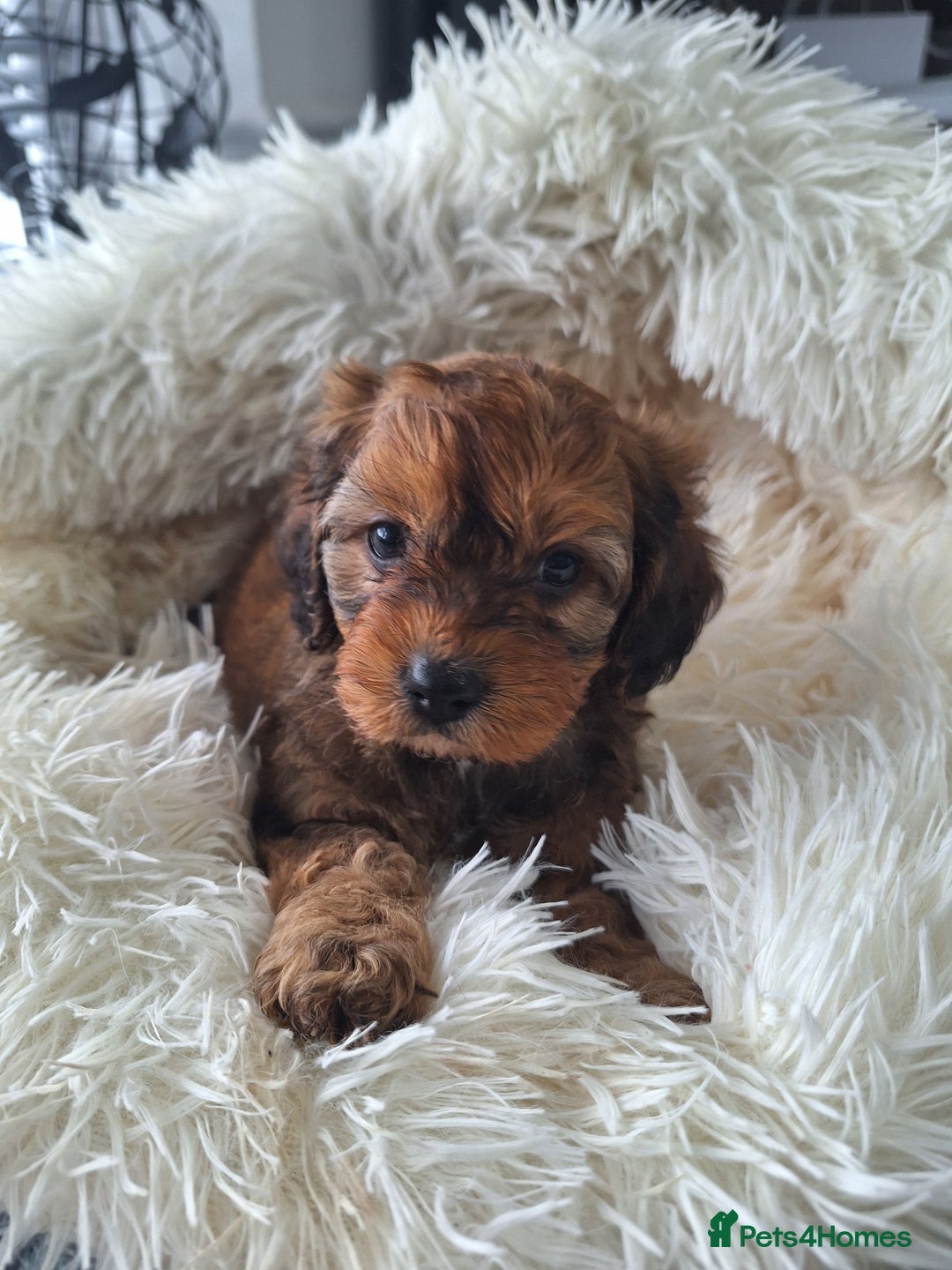 Cavapoo dogs for sale: CAVAPOO PUPPIES - Image 9