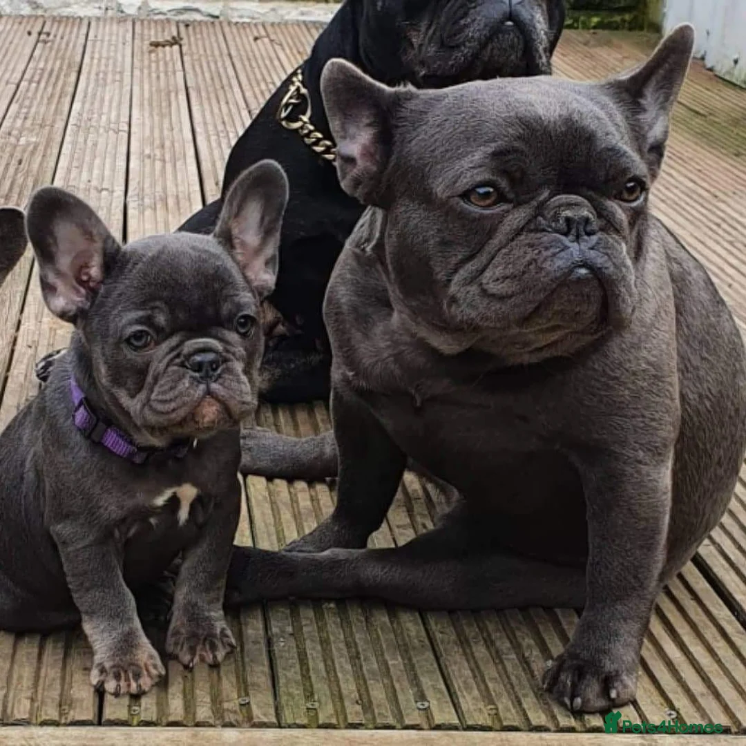 French Bulldog dogs for stud: Mayan, Rfg, bva, Silver health tested Lilac tan in Sheffield - Advert 11