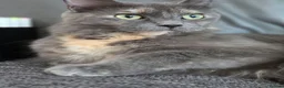 Maine Coon cats for sale: Gorgeous Playful Maine Coon x Ragdoll Mix Kittens - Advert 2