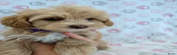 Maltipoo dogs for sale: Beautiful F1 Health Tested Maltipoo babies 💙🐾💖 - Advert 9