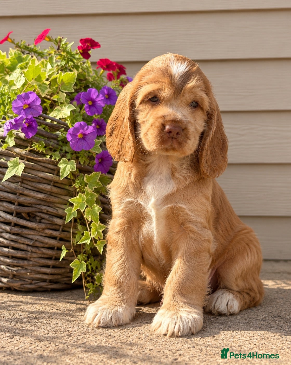 Cocker Spaniel dogs Champion Bloodlines Show Type Cocker Spaniels - Advert 2