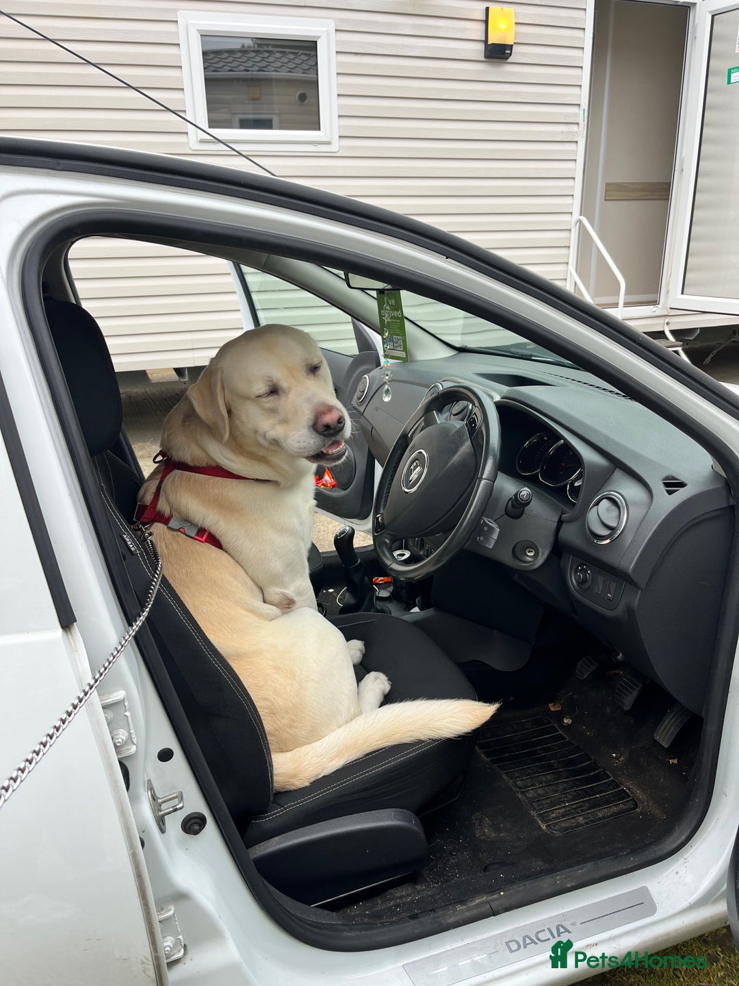 Labrador Retriever dogs for sale: Hugo - 5 - Advert 10