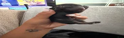 Miniature Dachshund dogs for adoption: Mini dachshunds  - Advert 5