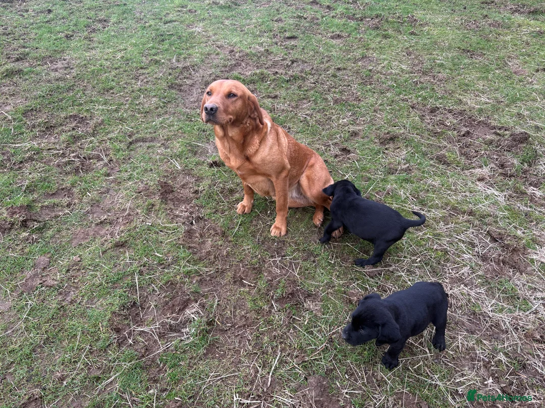 Labrador Retriever dogs for sale: Labrador puppies for sale ready to leave - Advert 1