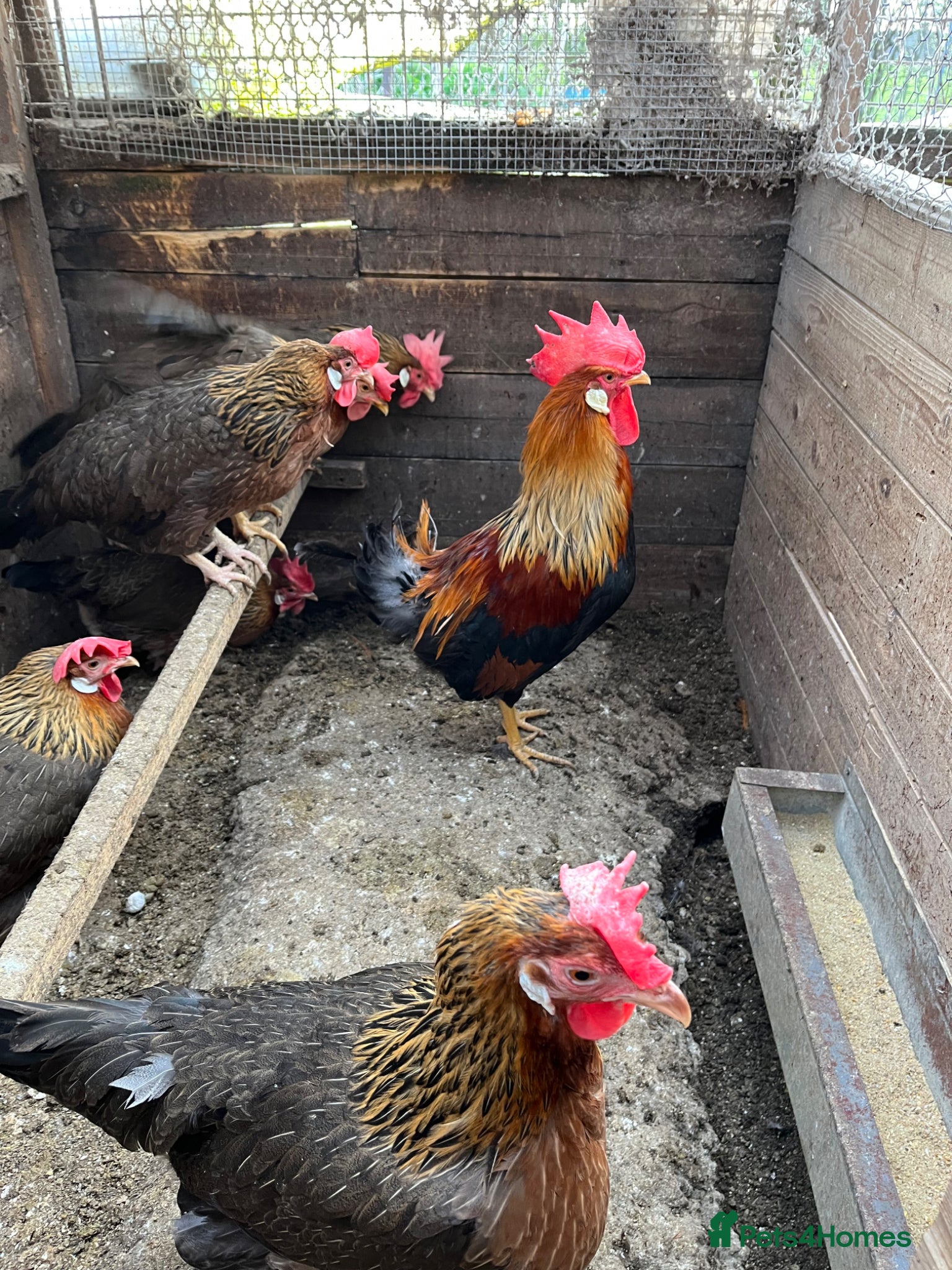 Chickens poultry Brown Leghorn Hatching Eggs  - Advert 1