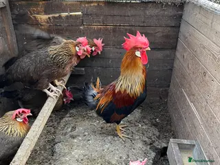 Chickens poultry Brown Leghorn Hatching Eggs - Advert 1