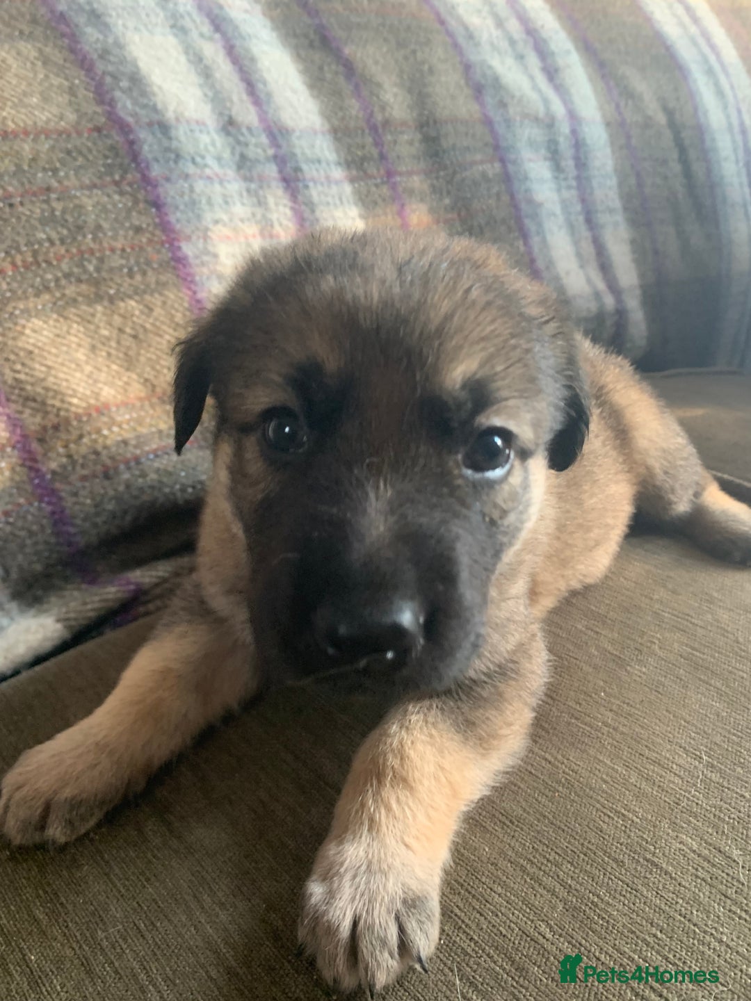 Mixed Breed dogs for sale: Labrador x German Shepard puppies - Image 4