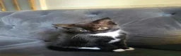 Mixed Breed cats for sale: Black and White female kittens - Advert 6