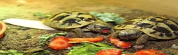 Tortoise reptiles for sale: BABY HERMANNS AND SET UPS - Advert 6