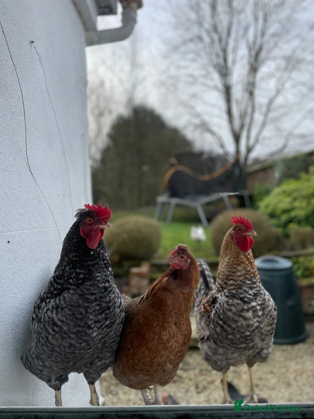 Mixed Breed reptiles for sale: Fertilised chicken 6 eggs - Advert 6