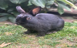 Netherland Dwarf rabbits for sale: Spectacular and Full of Life Netherland Dwarf - Image 4