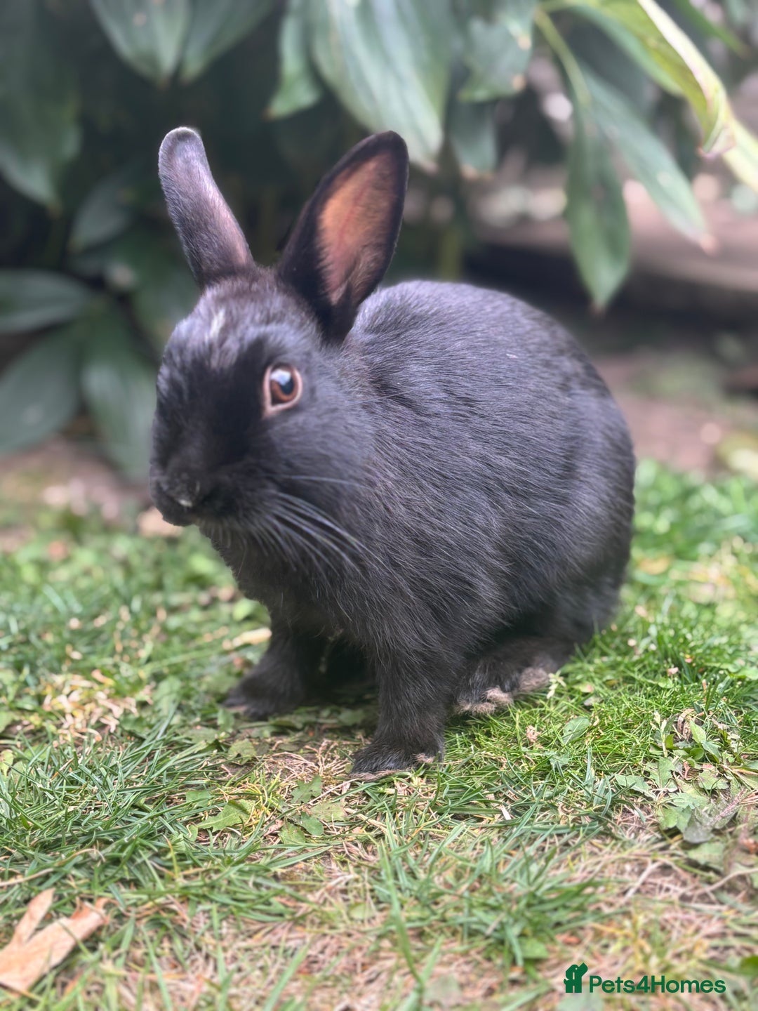 Netherland Dwarf rabbits for sale: Spectacular and Full of Life Netherland Dwarf - Image 4