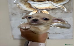 Chihuahua dogs for sale: Lilac tricolour chihuahua puppies - Image 18