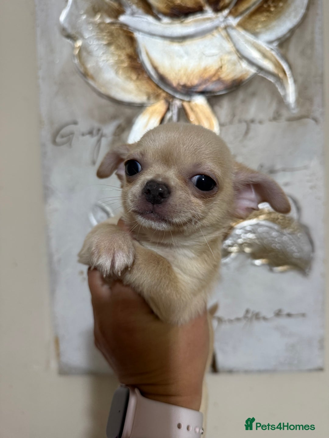 Chihuahua dogs for sale: Lilac tricolour chihuahua puppies - Image 18