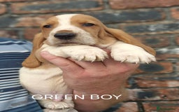 Basset Hound dogs for sale: KC BASSET HOUND PUPPIES, HEALTH TESTED PARENTS  - Image 6