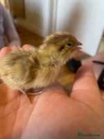Quail poultry - Advert 5