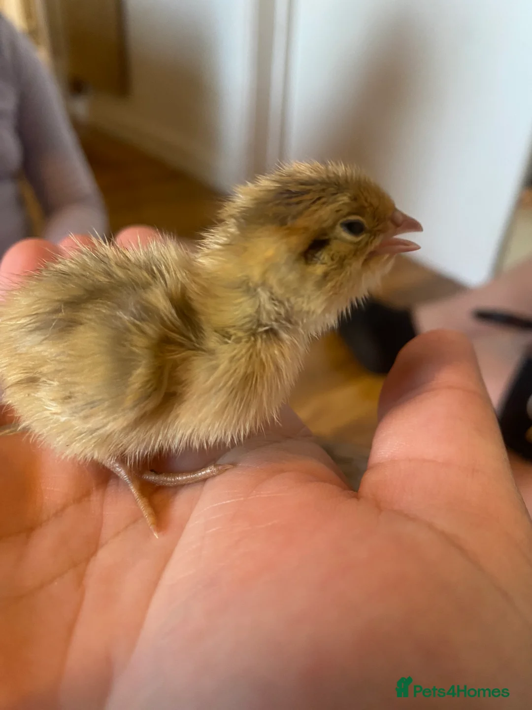 Quail poultry for sale: Coturnix quail see description for prices  - Advert 3