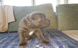 Staffordshire Bull Terrier dogs for sale: Blue Staffie Pups - Image 12