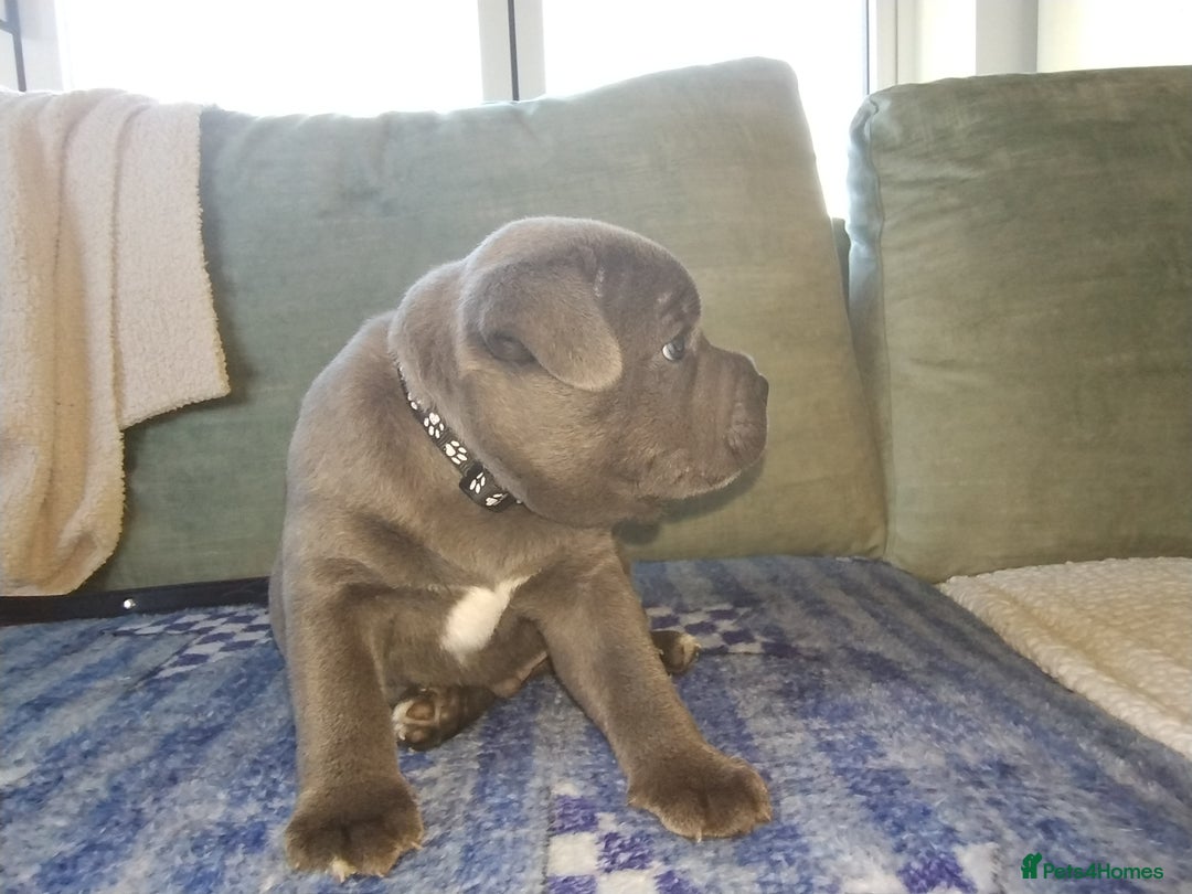 Staffordshire Bull Terrier dogs for sale: Blue Staffie Pups - Image 12