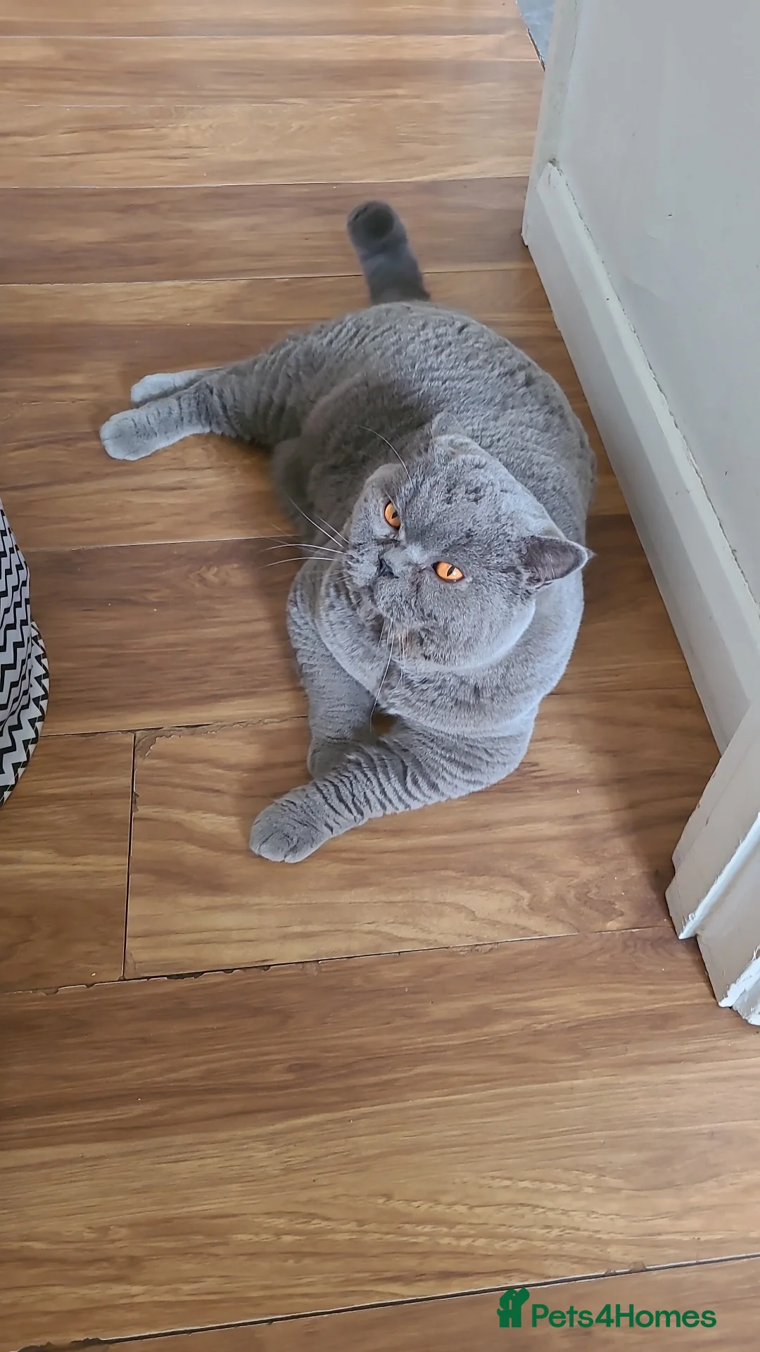 British Shorthair cats for stud: BIG BOY STUD in Epsom - Advert 3