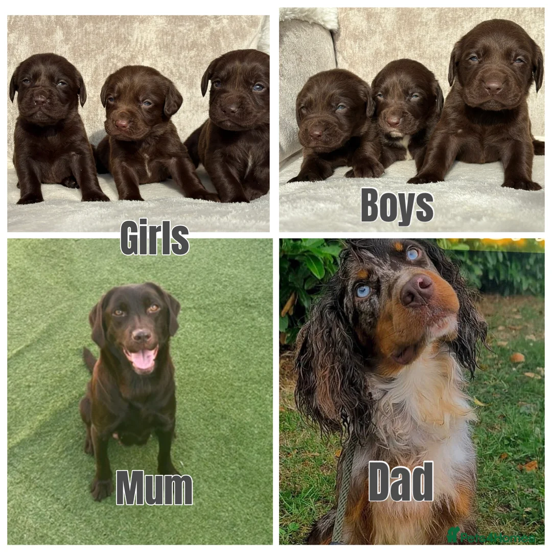 Cockerdor dogs for sale: Stunning Cockerdor chocolate puppies - Advert 1
