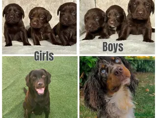 Cockerdor dogs for sale: Stunning Cockerdor chocolate puppies - Advert 2