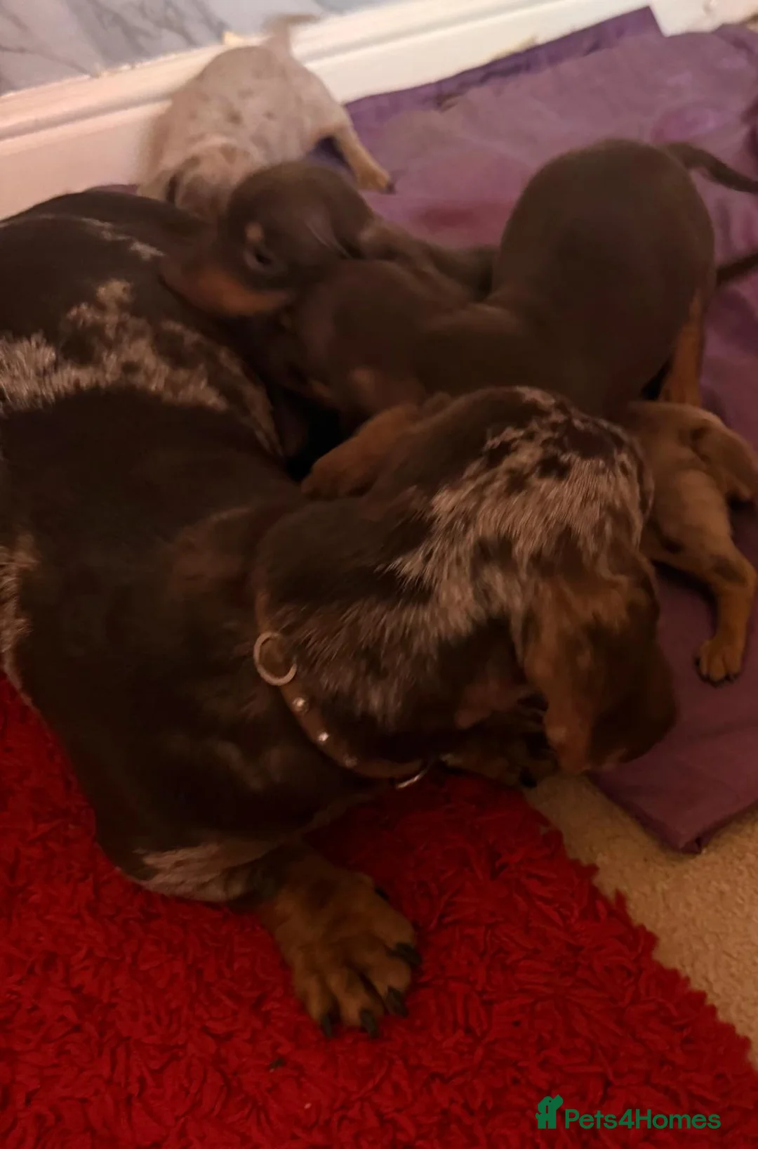 Dachshund dogs for sale: Dachshund tiny babies  in Barnsley - Advert 2