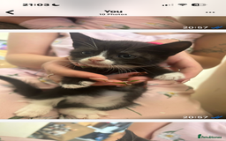 Mixed Breed cats for sale: Beautiful loving kittens - Image 2