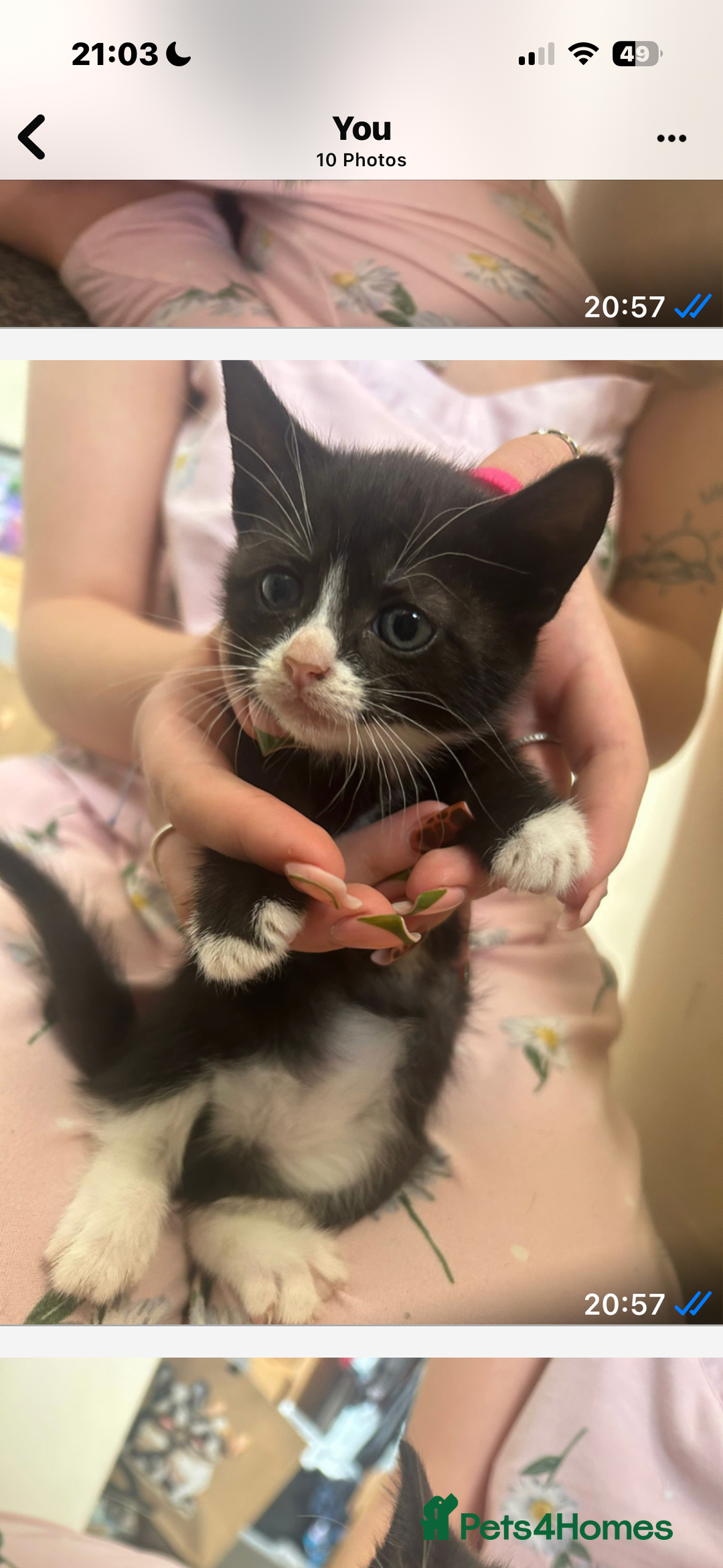 Mixed Breed cats for sale: Beautiful loving kittens - Image 2