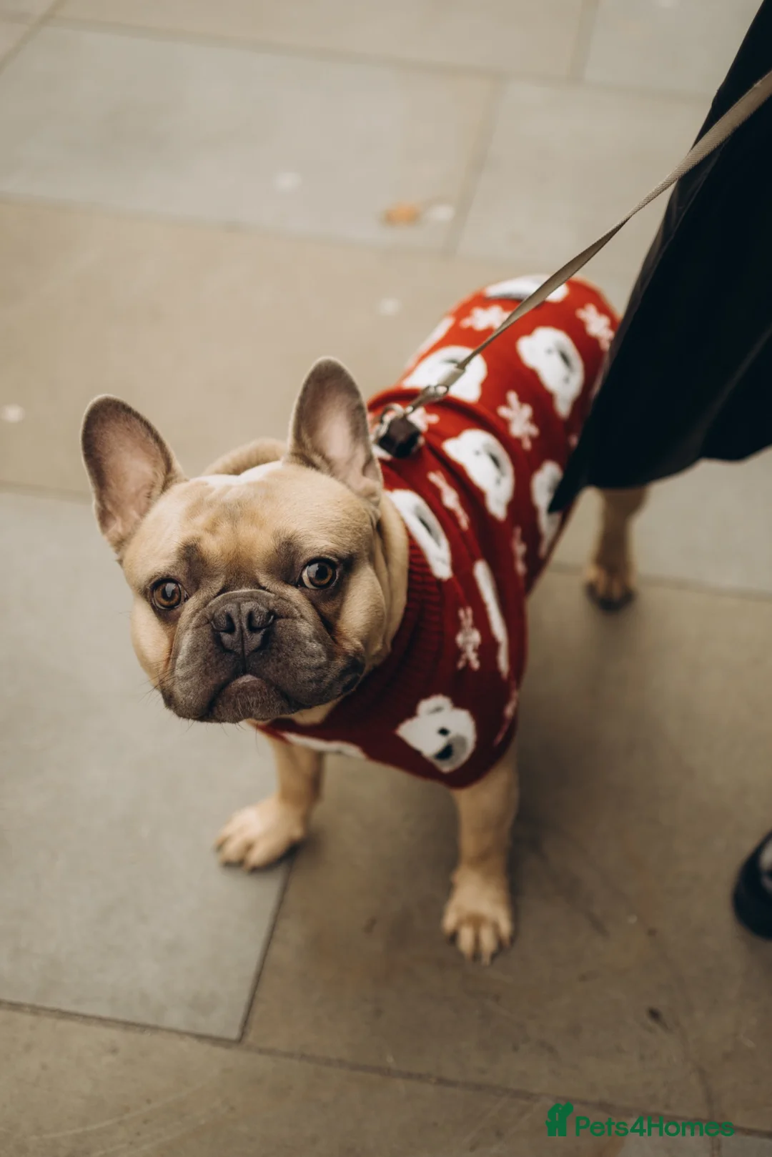 French Bulldog dogs for stud: French bulldog stud in Harrow - Advert 1