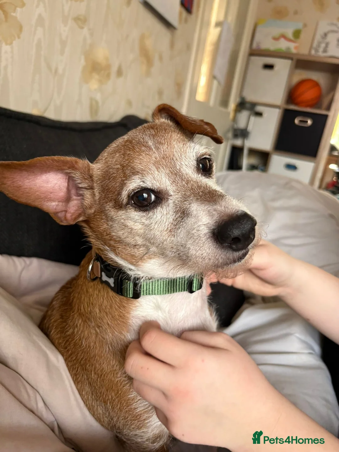 Jack Russell dogs for adoption: URGENT: 💙🐶DODGER - A Loyal Little Boy - Advert 1