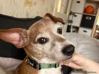 Jack Russell dogs URGENT: 💙🐶DODGER - A Loyal Little Boy - Advert 18