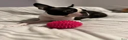 Boston Terrier dogs for sale: Boston Terrier - Female - 4 Year Old - Advert 8