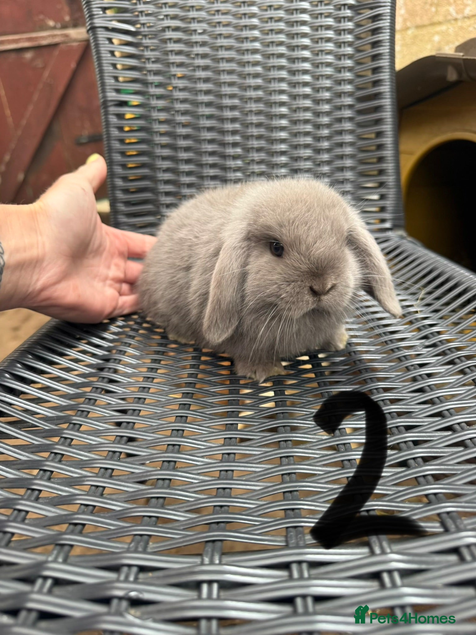 Mini Lop rabbits 2 Lilac Pure Mini Lop Does Left 🩶 - Advert 2