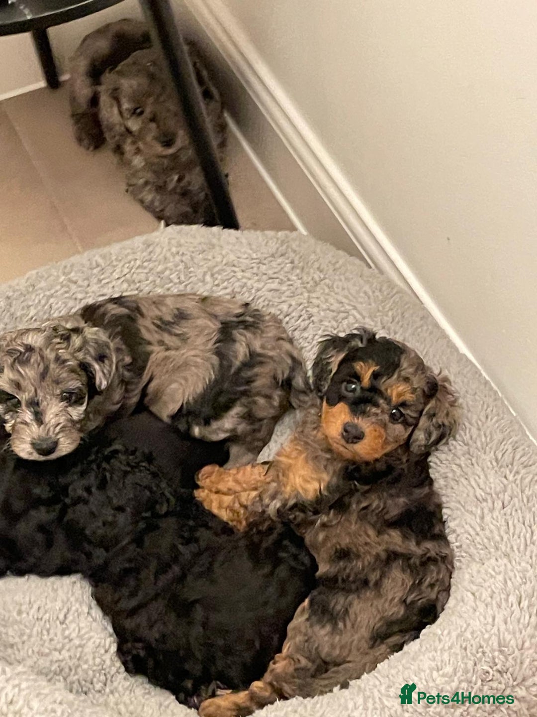 Cavapoochon dogs for sale: 6 cavapooschon puppies ready to go 18th January  - Advert 14