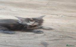 Maine Coon cats for sale: Fully health tested and Tica registered  in Great Missenden - Image 3