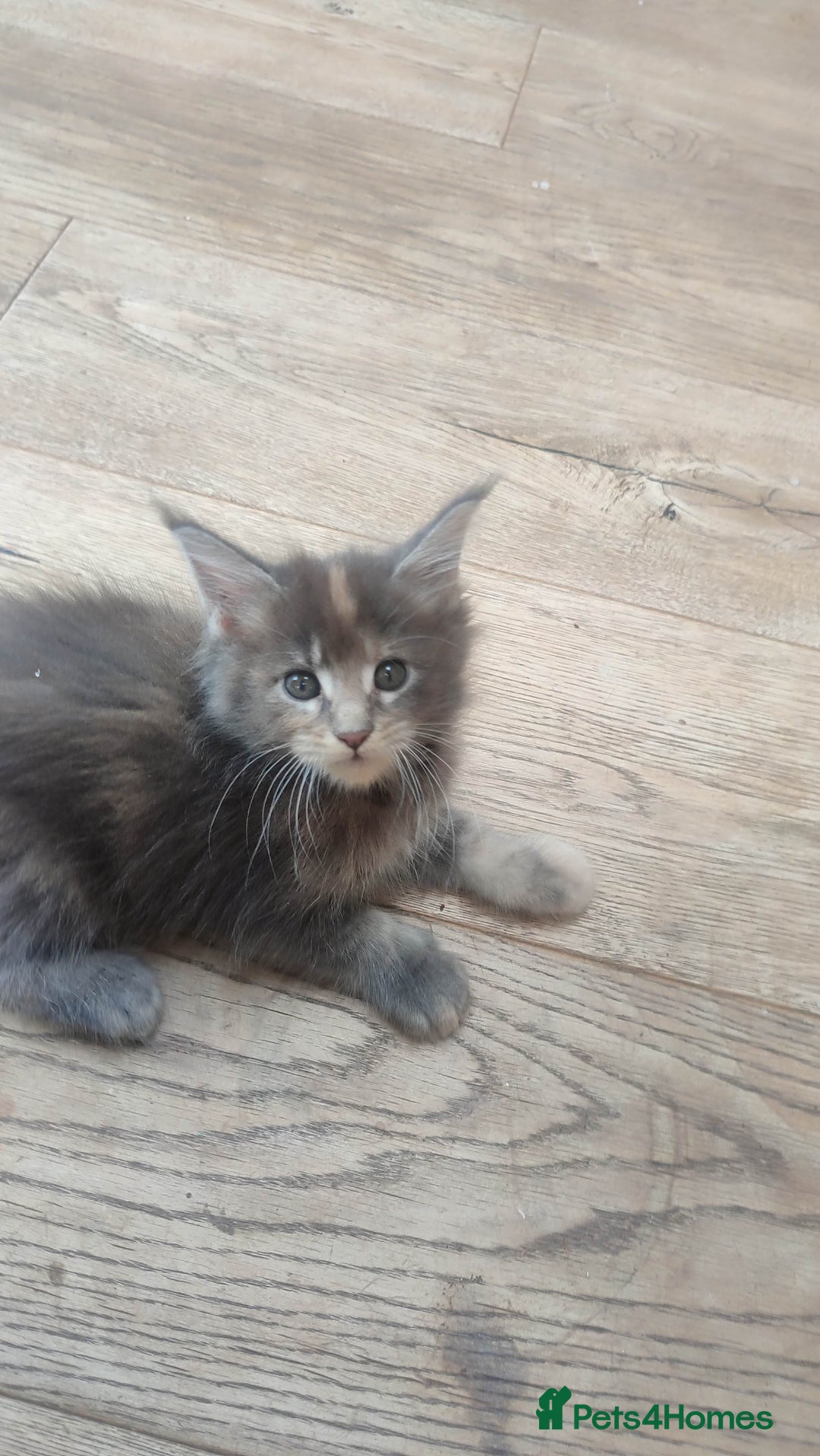Maine Coon cats for sale: Fully health tested and Tica registered  in Great Missenden - Image 3