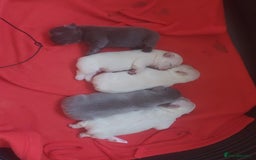French Bulldog dogs for sale: 4 fluffy French bull dogs pups males 1 female  - Image 3