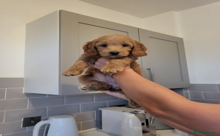 Cockapoo dogs - Advert 10