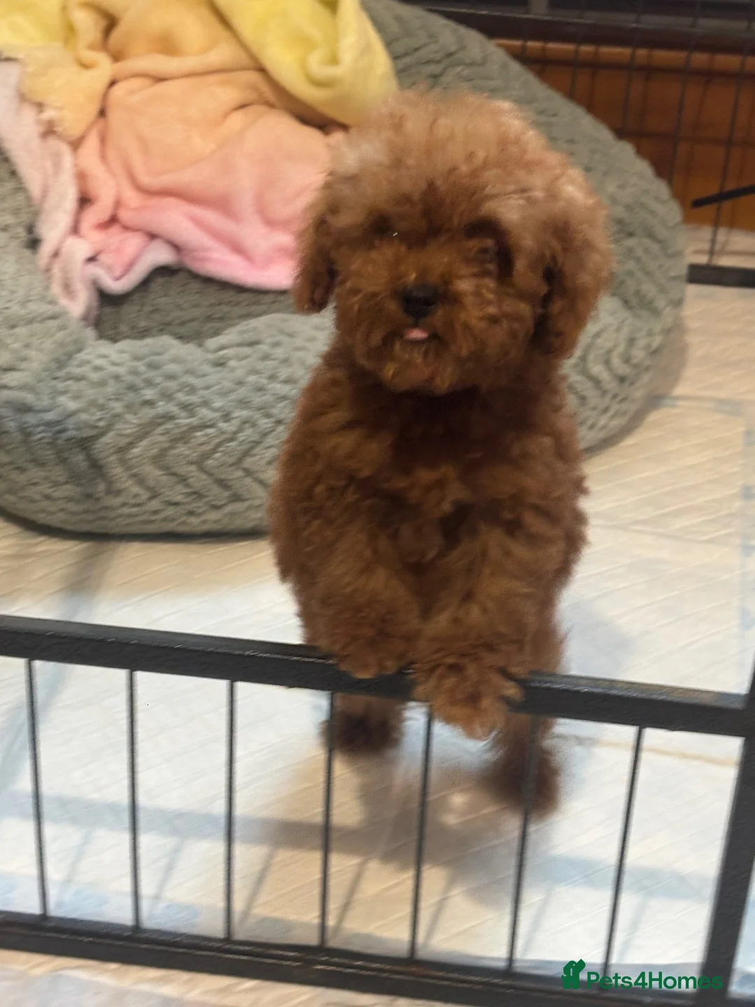 Sproodle dogs for sale: ⭐️⭐️ stunning red toy Sproodle⭐️⭐️ in Nantwich - Advert 2