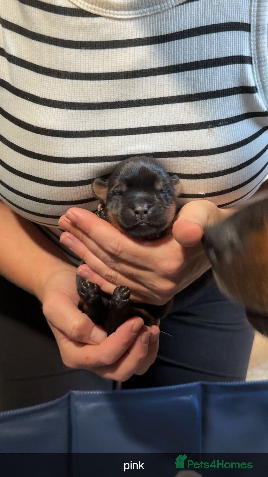 Rottweiler dogs for sale: Rottweiler puppies  - Image 14