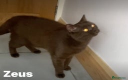 British Shorthair cats for sale: BSH Kittens 2 Chocolate / Salmon tip girl - Image 6