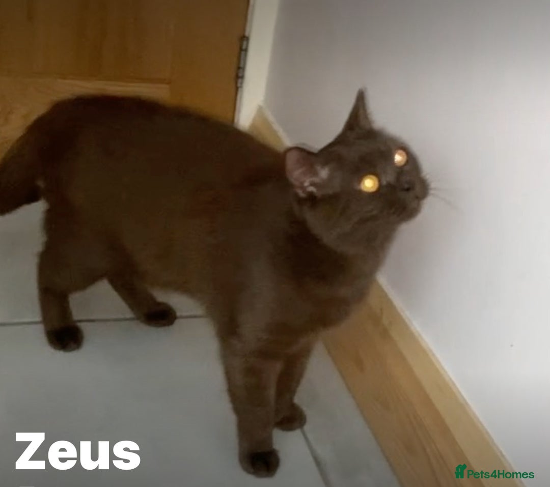 British Shorthair cats for sale: BSH Kittens 2 Chocolate / Salmon tip girl - Image 6