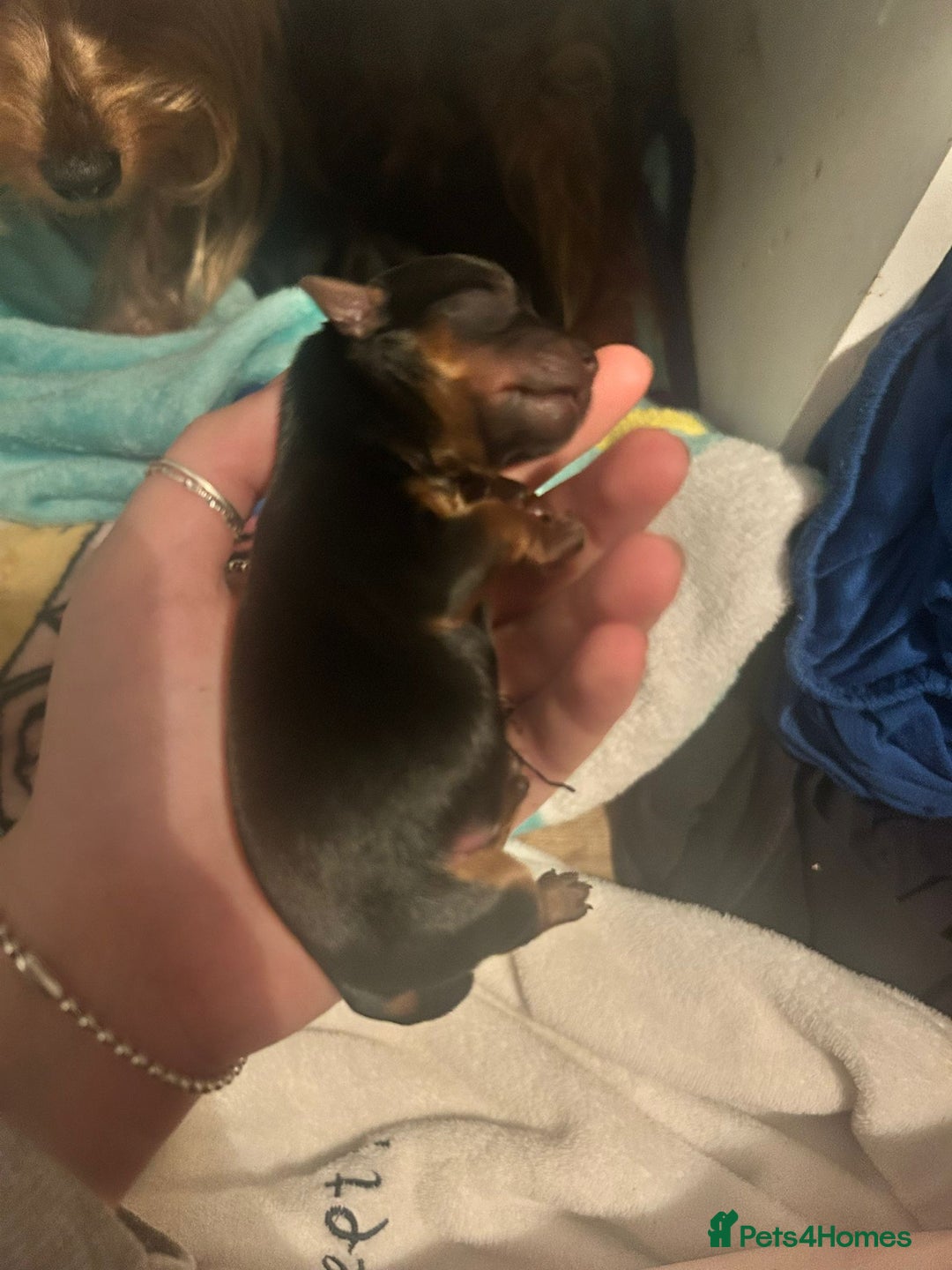 Yorkshire Terrier dogs for sale: Yorkshire terrier  - Advert 9