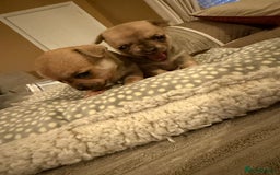 Chihuahua dogs for sale: Brother and sister Chihuahua - Advert 10