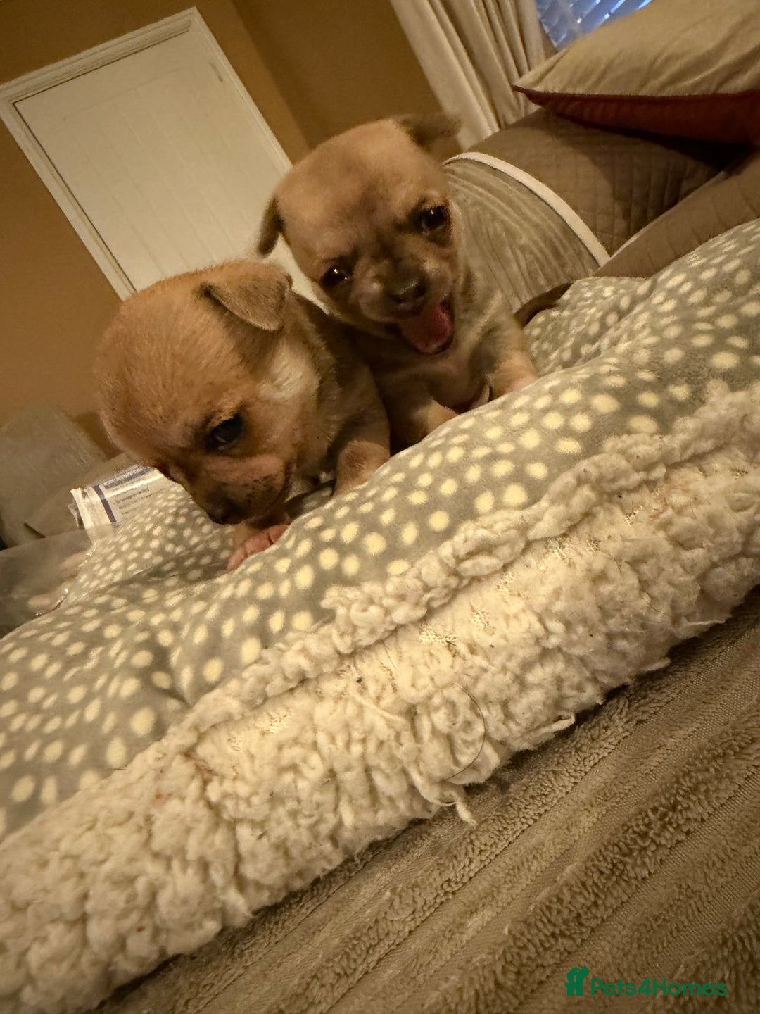 Chihuahua dogs for sale: Brother and sister Chihuahua - Advert 10